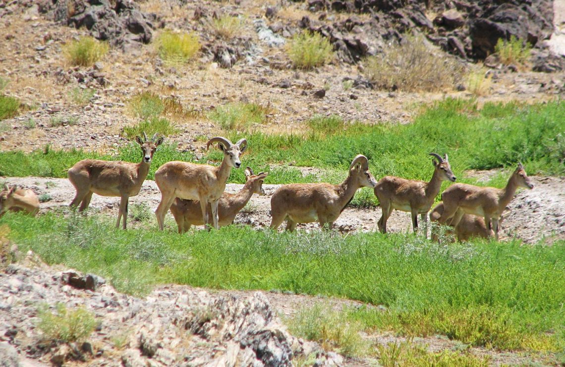 wildlife in Iran- beautiful gazelles