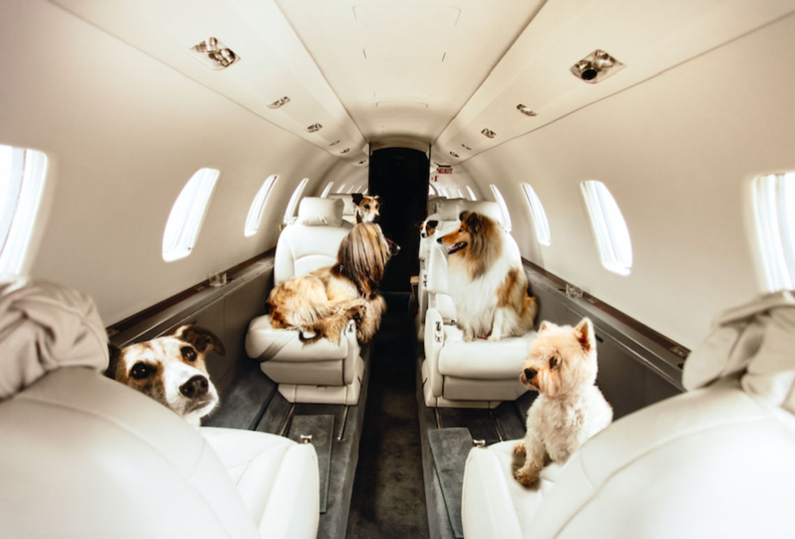 Dogs on the Plane