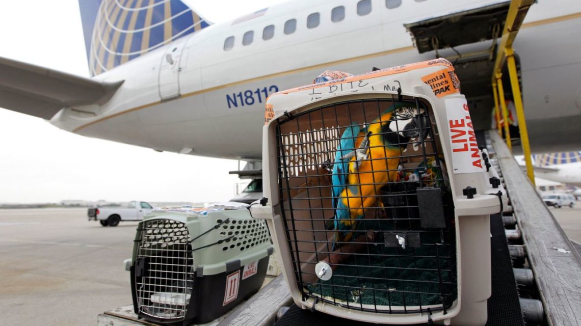 traveling to Iran with pets