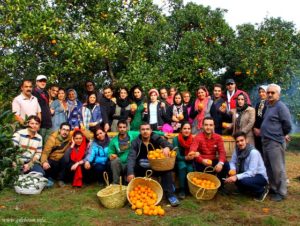 Fruit picking with locals at the Gileboom Homestay Ecolodge in Gilan