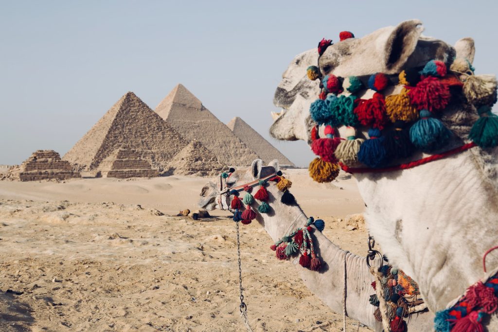 Camels in front of Pyramids in desert, Egypt