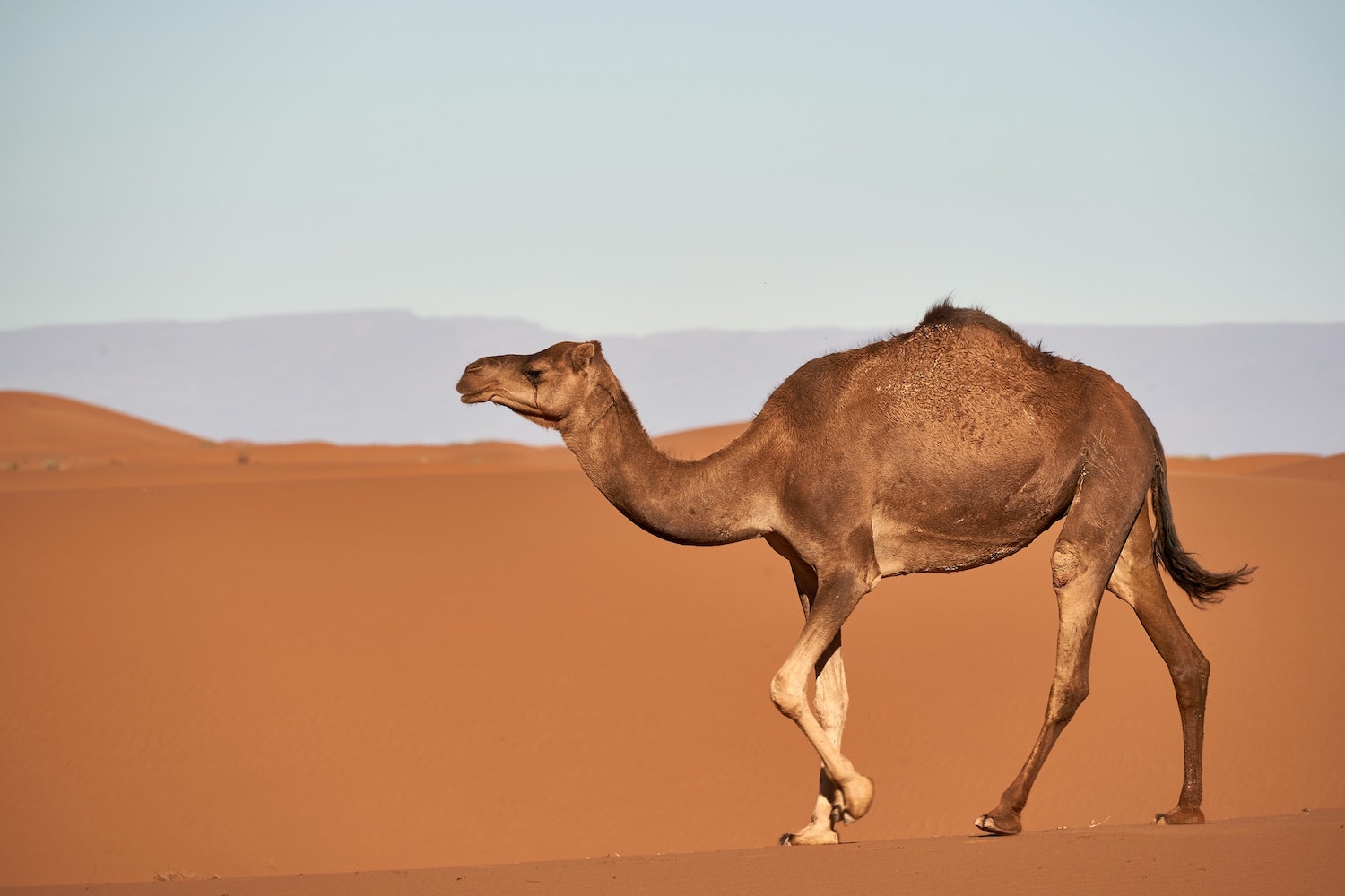 Camels & Turtles of Oman