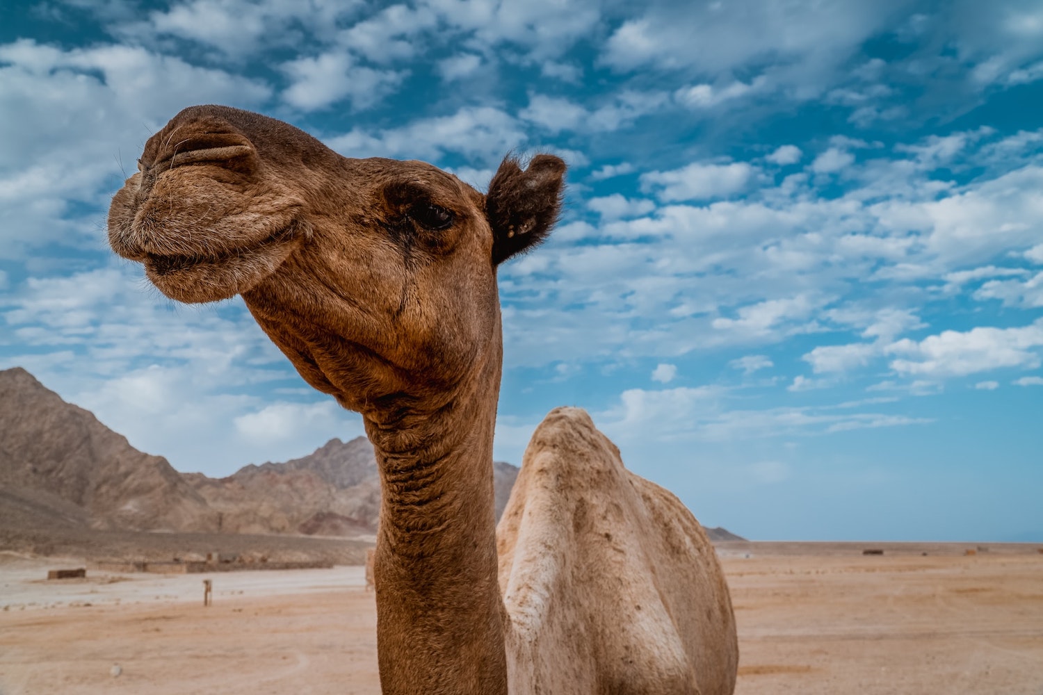 From Bidiyah to Ras al Jins; Sands, Camels, Sea!