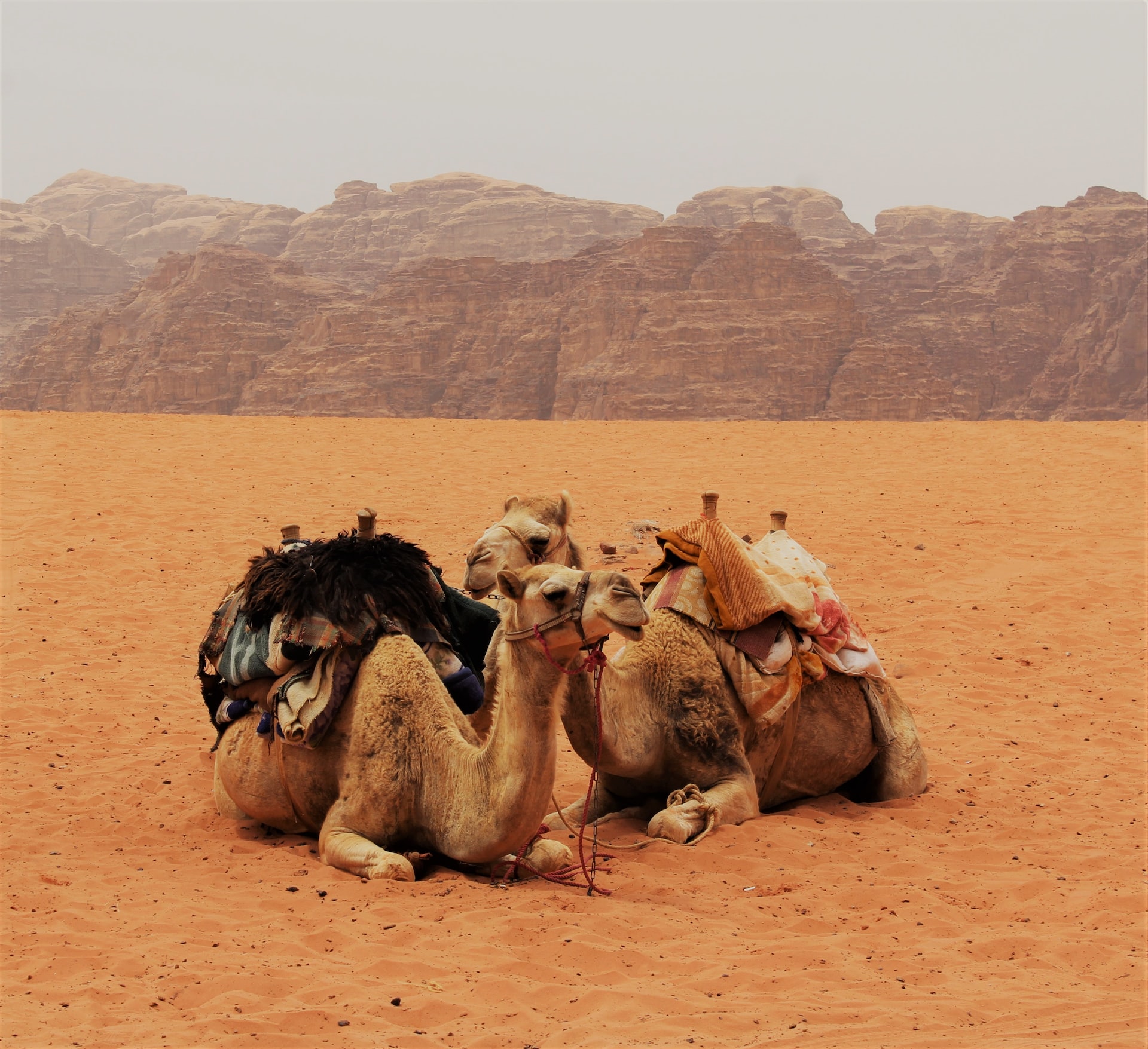 Day 8: Wadi Rum – Aqaba